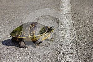 Florida Chicken Turtle Crossing A Road