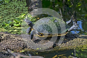 Florida Chicken Turtle Sunning On A Tree Limb photo