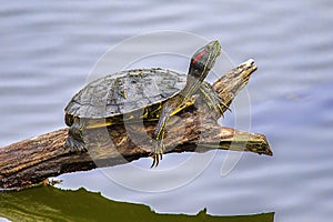 Florida Chicken Turtle Resting On A Tree Limb Over Water