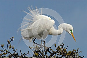 Florida- Close up of a Great White Egret in a Tree Top