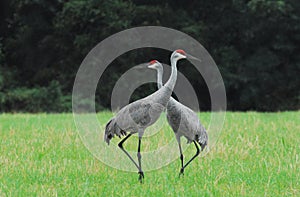 Florida- Close Up of Two Beautiful Sandhill Cranes With Necks Cr