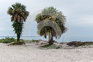 Florida coast of the Gulf of Mexico, USA