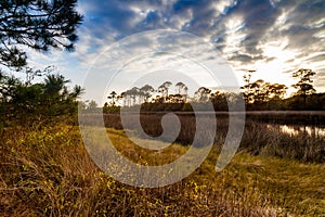 Florida coastal estuary