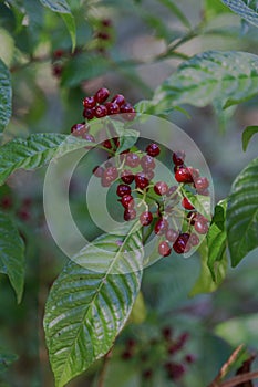 Florida Coffee Plant and Berries photo