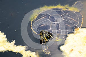 Florida Turtle