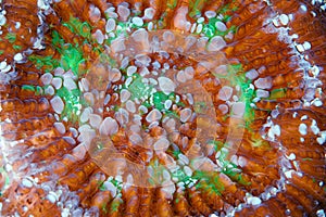 Florida Corallimorph