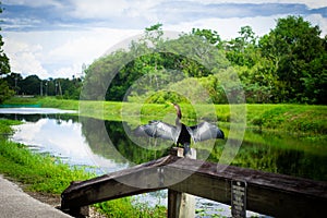 Florida Cormorant Spreading Wings