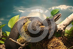 Florida Cottonmouth or Water Moccasin Pit Viper