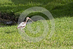 Florida egret walking