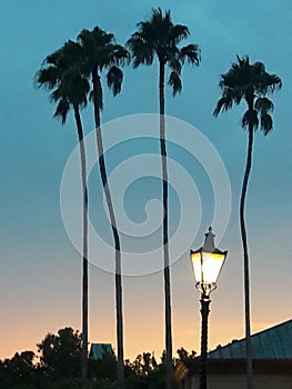 Florida epcot palm tree sunset photo