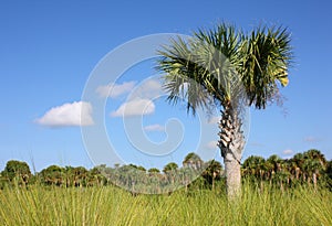 Florida Everglades