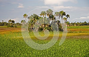 Florida Everglades