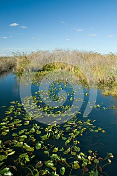 Florida Everglades