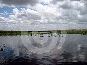 Florida Everglades