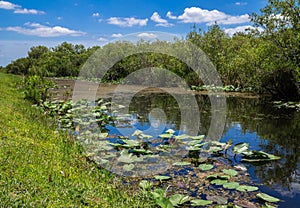 Florida Everglades