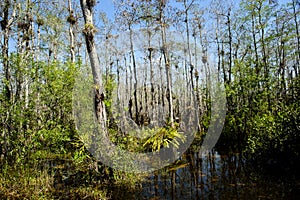 Florida Everglades