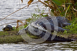 Florida Everglades