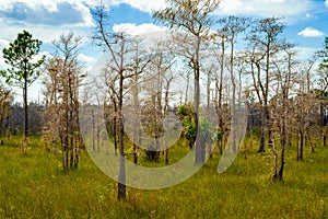 Florida Everglades