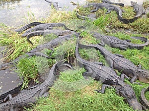 Florida Everglades Alligators pit