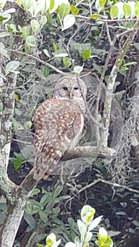 Florida Everglades Bard Owl