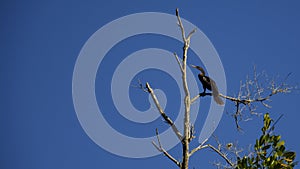 Florida Everglades bird.