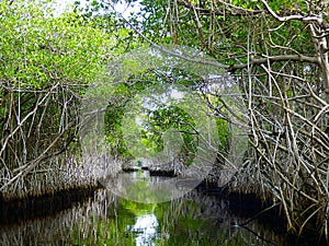 Florida, Everglades, the everglades on an airboat