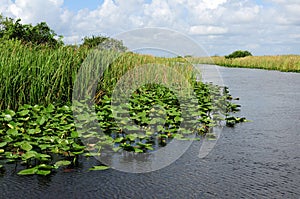 Florida Everglades landscape