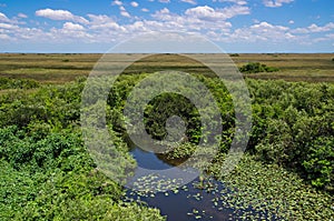 Florida Everglades Landscape