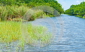 Florida everglades, narrow waterway and alligator