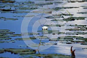 Florida Everglades National Park Waterway