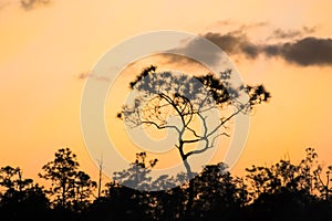 The Florida Everglades - Pine Rocklands at sunset photo