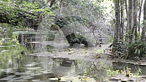 Florida Everglades scenery