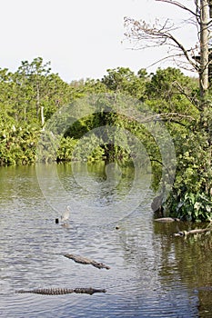 Florida Everglades swamp