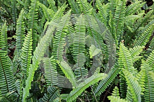 Wild Ferns Growing in Florida with Green Contrast photo