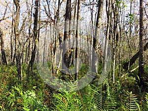 Florida Ferns and Trees
