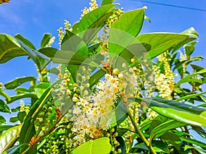 Florida fiddlewood, Spiny fiddlewood or Citharexylum spinosum bloom