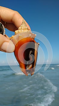 Florida fighting conch shell