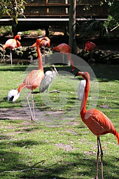 Florida Flamingos Strutting in Homosassa Springs