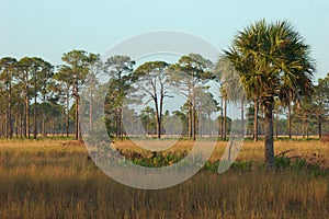 Florida Flatwoods