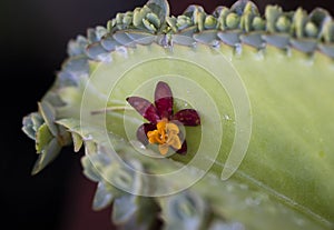 Florida flower