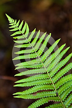 Florida Forest Fern, Seminole, Florida