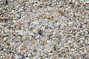 Florida Fort Myers beach sea shells sand US