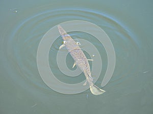 Florida gar fish (Lepisosteus platyrhincus) - swimming in a lake