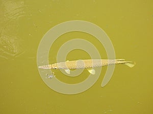 Florida gar (Lepisosteus platyrhincus)