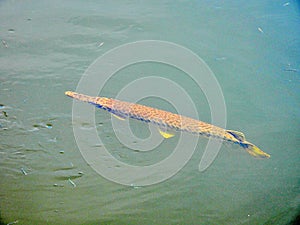 Florida gar (Lepisosteus platyrhincus)