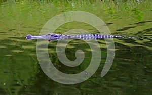 Florida Gator