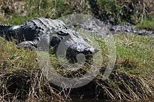 Florida Gator