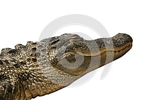 Florida Gator Isolated photo