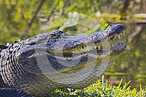 Florida Gator with its mouth open