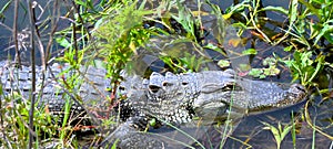 Florida Gator lying in wait for a quick meal to walk or swim by.